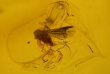 Fossil Cicada Larva, Fly and Flower Stamen in Baltic Amber #145409-3